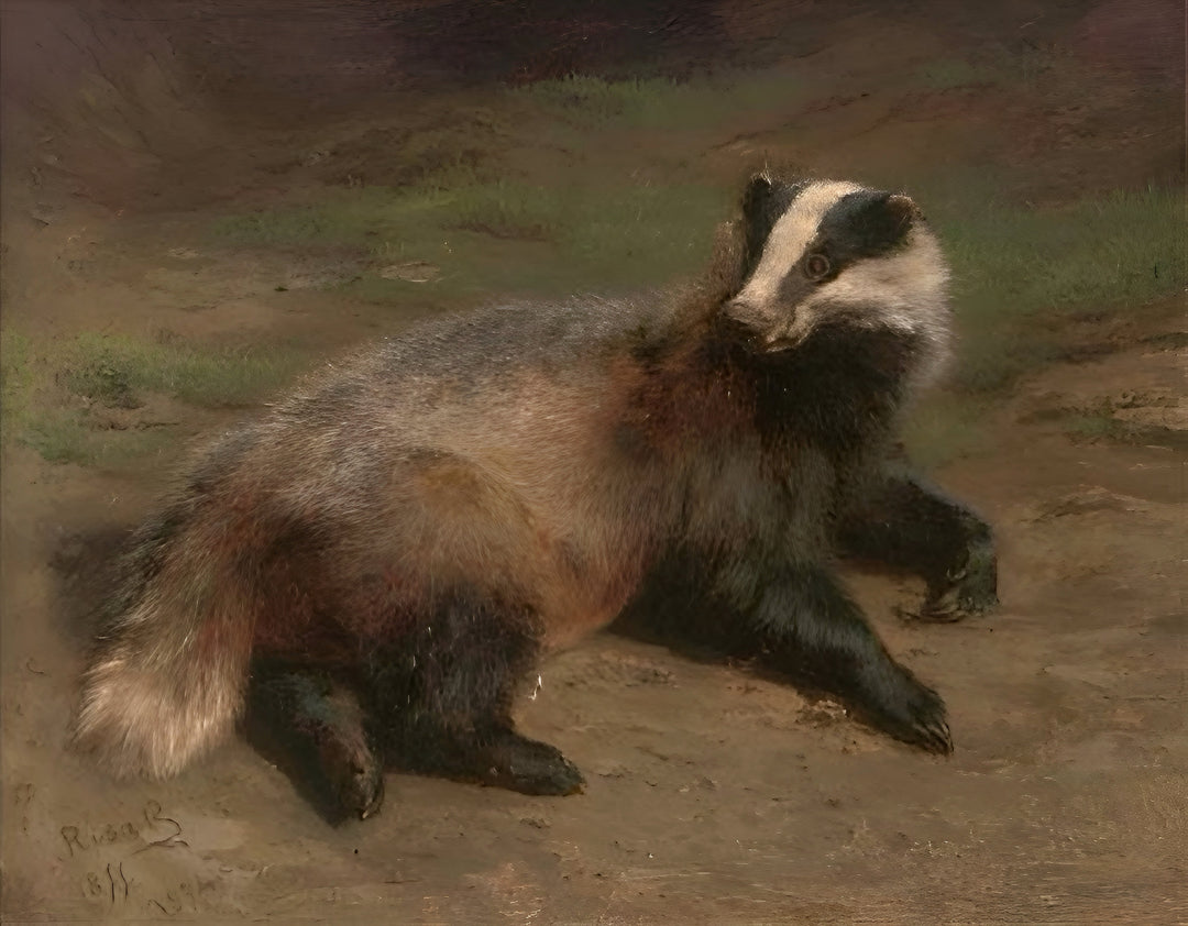 A Resting Badger - Rosa Bonheur
