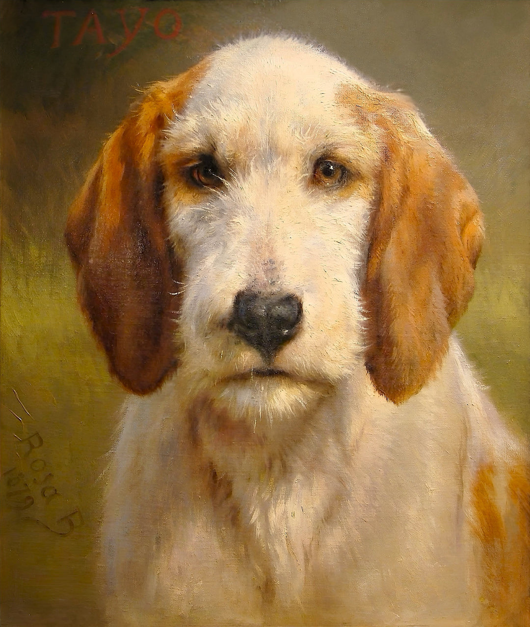 Tayo - Rosa Bonheur